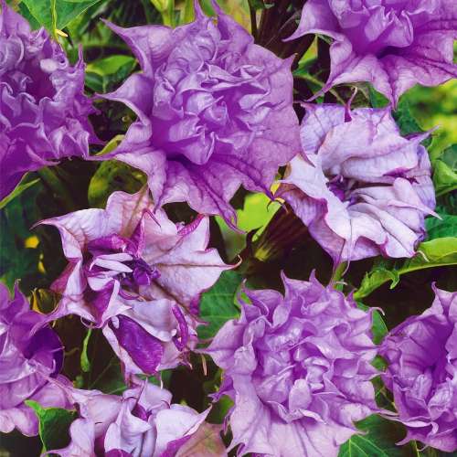 Дурман Сиреневый махровый 