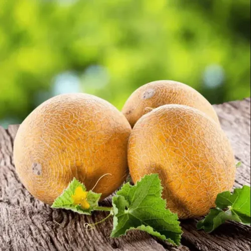 Дыня Медовый Спас