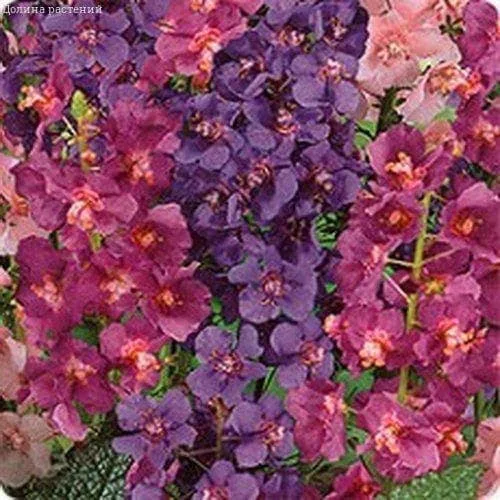 Коровяк Царский скипетр смесь 0,1гр