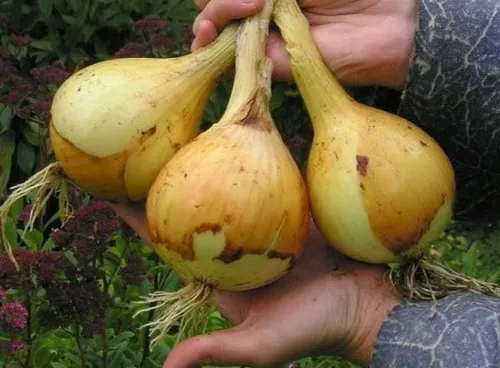 Лук репчатый Эксибишен 0,3гр