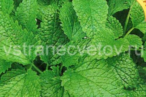 Морковь Дордонь 6м лента