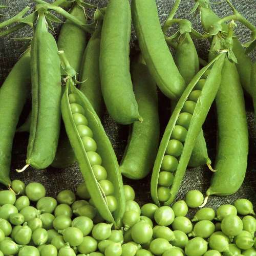 Горох Сахарные нотки 25г