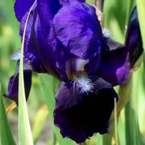 Ирис Бенбери Раффс