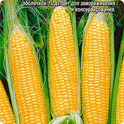 Кукуруза Сливочный нектар 15шт
