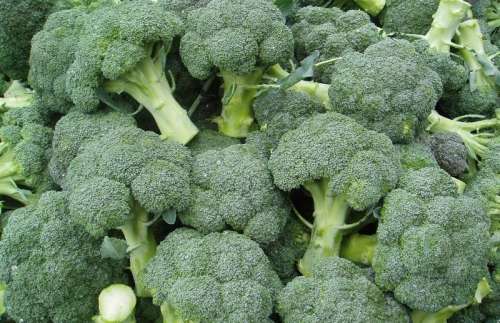 Капуста брокколи Тонус