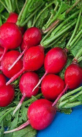 Редис Санькина Любовь 2г