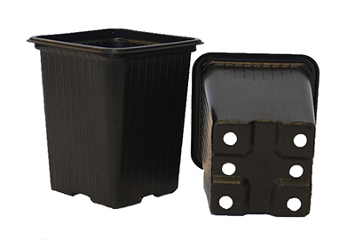 Морковь Амстердамска 300шт