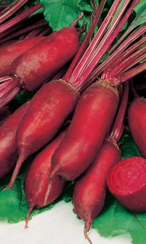 Свекла Алексис 