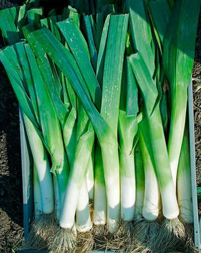 Лук порей Победитель 1г