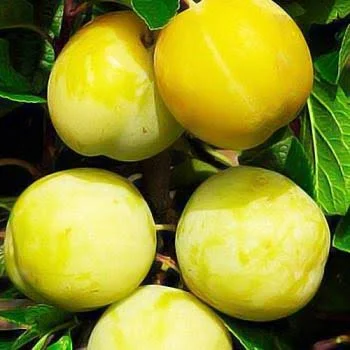 Слива ТМ Удмуртия