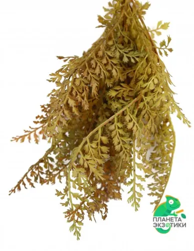 Папка-регистратор