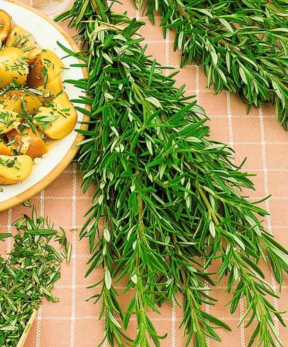 Руккола Индау быстрорастущая 0,3гр