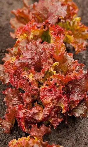 Салат Красавчик 0,5гр