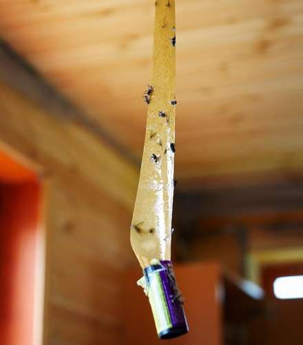 Лента от МУХ