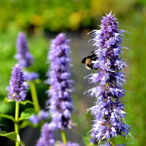 Лофант Снежок 0,1гр