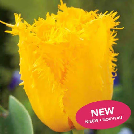 Тюльпаны Кристал Стар (1шт)