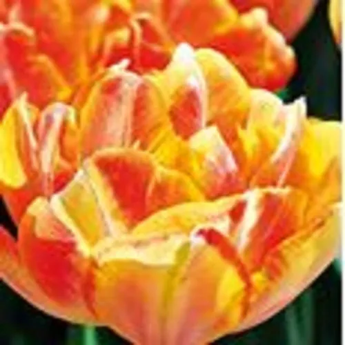 Тюльпаны Флэйминг пэррот (1шт)