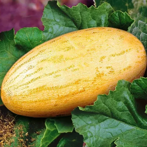 Дыня Торпеда Сибирико