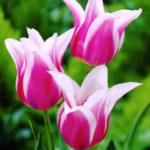 Папка файл-вкладыш А4 94853