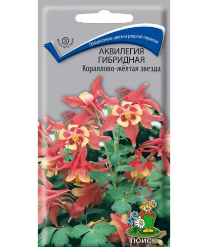 Аквилегия Кораллово-желтая звезда