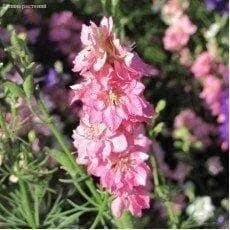 Дельфиниум Розовая бабочка крупноцв.