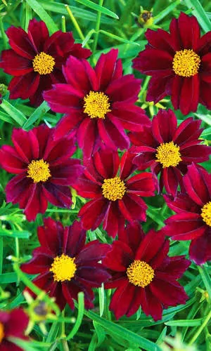 Кореопсис Амулет красильный