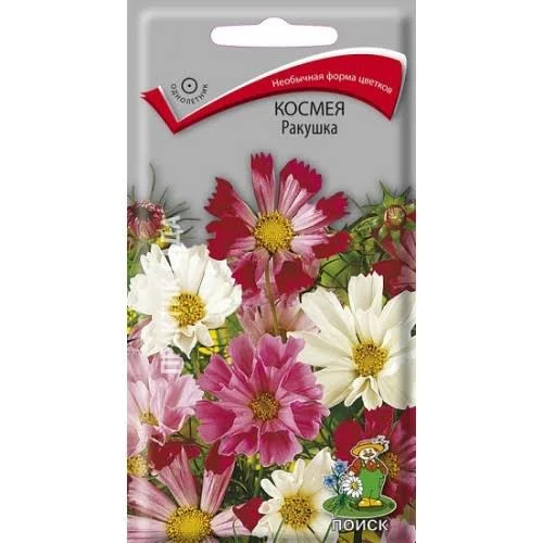 Космея Ракушка