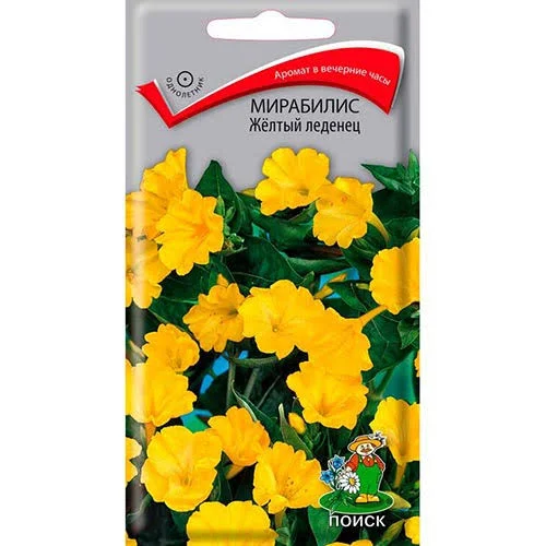Мирабилис Желтый леденец