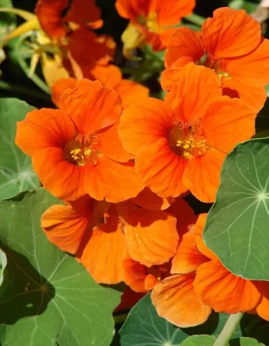 Настурция низкорослая Везувий