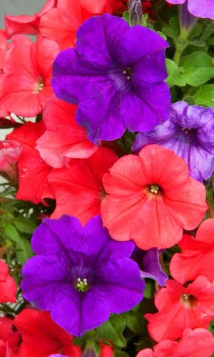 Петуния Вейв Парпл