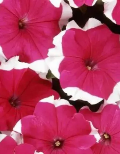 Петуния Дримс Ред пикоти грандифлора