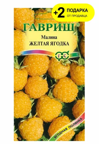 Малина Желтая ягодка