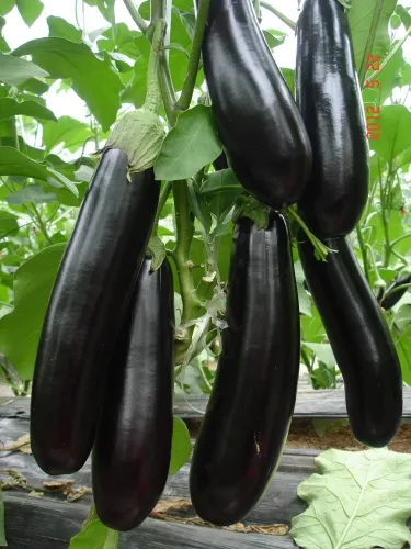 Баклажан Пальчиковый 20шт