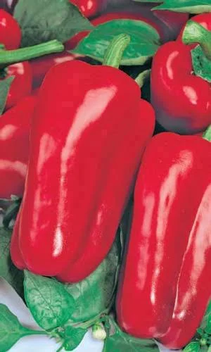 Перец сладкий Атлант 0,25гр