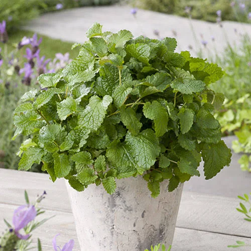 Мелисса лекарственная Исидора