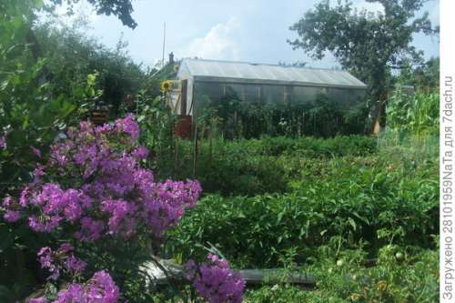 Львиный зев Рубиново-красный букет 0,1г