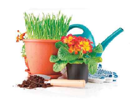 Микрозелень Базилик Ароматный смесь 5г