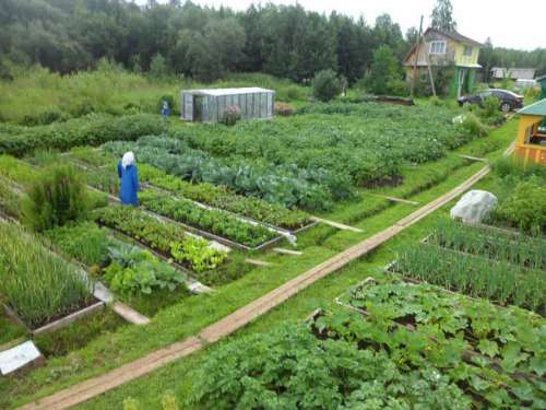 Микрозелень Кориандр микс 5гр