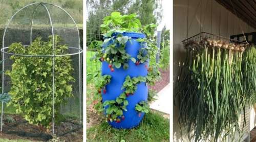 Микрозелень Мангольд микс 5гр